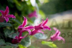 Клематис техасский Принцесса Диана Clematis texensis Princess Diana