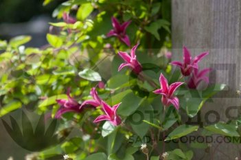 Клематис техасский Принцесса Диана Clematis texensis Princess Diana