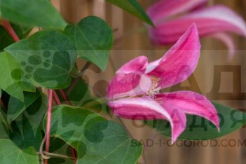 Клематис техасский Принцесса Диана Clematis texensis Princess Diana