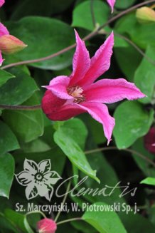 Клематис техасский Принцесса Диана Clematis texensis Princess Diana