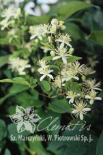 Клематис виноградолистный Clematis vitalba