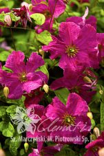 Клематис Абанденс Clematis Abundance