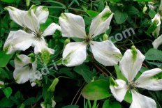 Клематис Альба Люксурианс Clematis Alba Luxurians