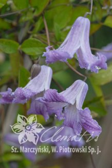 Клематис Бетти Корнинг Clematis Betty Corning