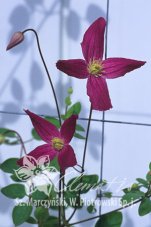 Клематис Брокейд Clematis Brocade