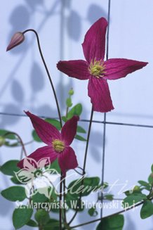 Клематис Брокейд Clematis Brocade