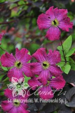 Клематис Карменчита Clematis Carmencita