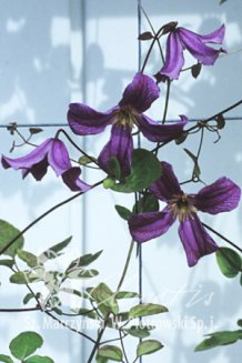 Клематис Джон Трэжер Clematis John Treasure