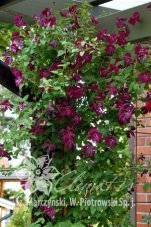 Клематис Кермезина Clematis Kermesina