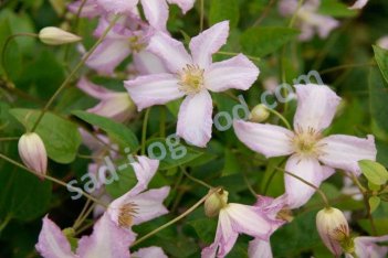 Клематис Литл Нелл Clematis Little Nell