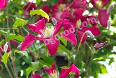 Клематис Мадам Джулия Корревон Clematis Mme Julia Correvon