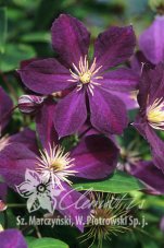Клематис Mикелит Clematis Mikelite