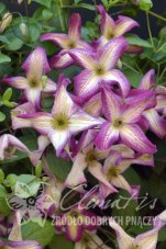 Клематис Минуэт Clematis Minuet