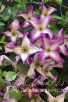 Клематис Минуэт Clematis Minuet