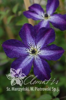 Клематис Найт Вейл Clematis Night Veil