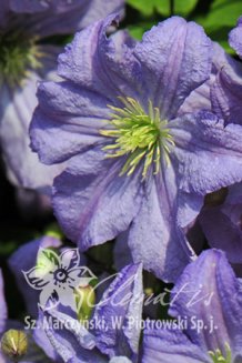 Клематис Принц Чарльз Clematis Prince Charles