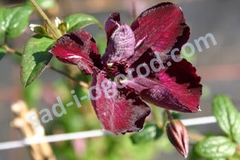 Клематис Роял Велюр Clematis Royal Velours