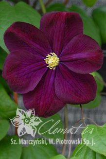 Клематис Славянка Clematis Slowianka