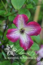 Клематис Танго Clematis Tango