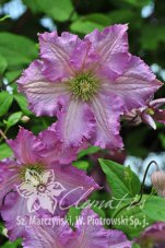 Клематис Тентел Clematis Tentel