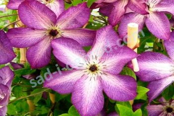 Клематис Веноза Виолацеа Clematis Venosa Violacea