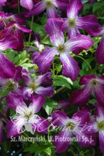 Клематис Валенбург Clematis Walenburg