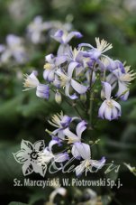 Клематис Прэкокс Clematis Praecox