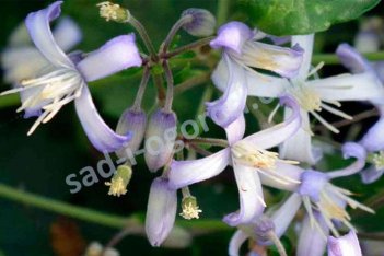Клематис Прэкокс Clematis Praecox