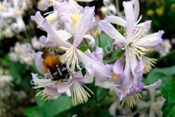 Клематис Прэкокс Clematis Praecox