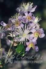 Клематис Мистер Роберт Брайдон Clematis Mrs Robert Brydon
