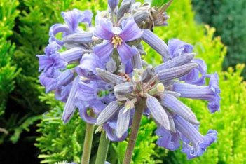 Клематис Нью Лав Clematis New Love