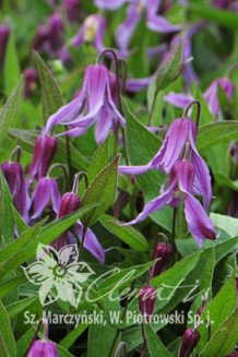 Клематис Ханайима Clematis Hanajima