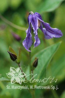 Клематис цельнолистный Clematis integrifolia
