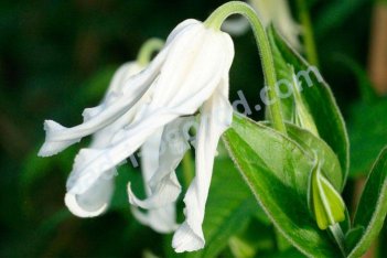 Клематис цельнолистный Альба Clematis Alba