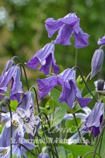 Клематис Блю Бой Clematis Blue Boy