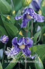 Клематис Блюиш Вайолет Clematis Bluish Violet