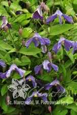 Клематис разнолистный Хендерсони Clematis Hendersonii
