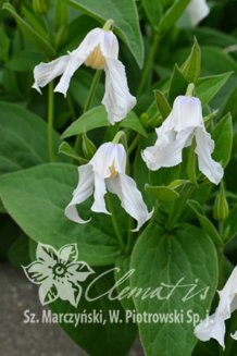Клематис цельнолистный Хакури Clematis Hakuree