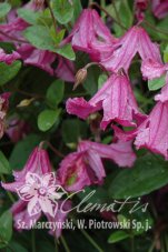 Клематис разнолистный Хетер Хершелл Clematis Heather Herschell