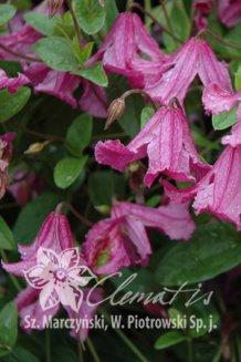 Клематис разнолистный Хетер Хершелл Clematis Heather Herschell
