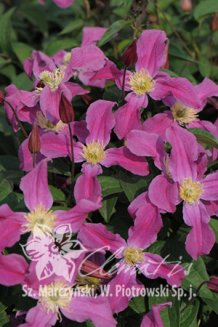 Клематис цельнолистный Инспирейшн Зойн Clematis Inspiration Zoin