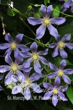 Клематис Юули Clematis Juuli