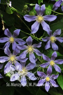 Клематис Юули Clematis Juuli