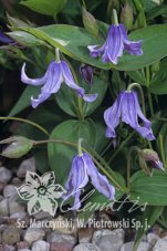 Клематис цельнолистный Ольга Clematis Olgae