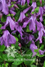 Клематис цельнолистный Память Сердца Clematis Pamiat Serdtsa