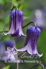 Клематис Роогучи Clematis Rooguchi