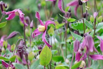 Клематис цельнолистный Розеа Clematis Rosea