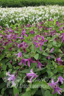 Клематис цельнолистный Розеа Clematis Rosea