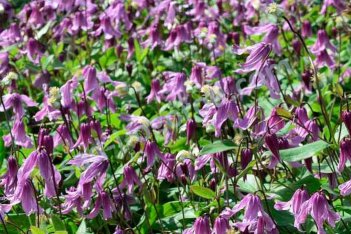 Клематис цельнолистный Розеа Clematis Rosea