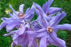 Клематис Сизая Птица Clematis Sizaia Ptitsa